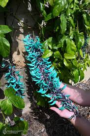 Image result for Strongylodon macrobotrys