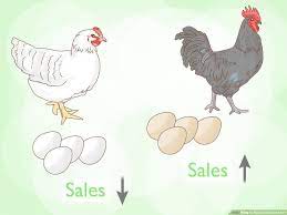 How To Start A Chicken Farm (With Pictures) - Wikihow