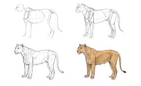 How To Draw Big Cats Lions Tigers Cheetahs And More Everything You Need To Know To Draw Mountain Lions Animal Drawings Big Cats Drawing Animal Sketches