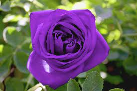 بنفسجي 2016 photos word 2016 purple roses rose pictures rose