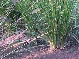 Image result for Chrysopogon
