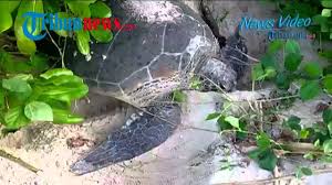 Kura kura dan penyu berkembang biak dengan cara. Menyaksikan Penyu Hijau Bertelur Di Pulau Sangalaki Youtube