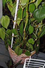 Repotting Philodendron Micans Or Velvet Leaf Philodendron Climbing Trellis In Indoor Pot Container Houseplant In 2020 Houseplant Trellis Philodendron Climbing Trellis
