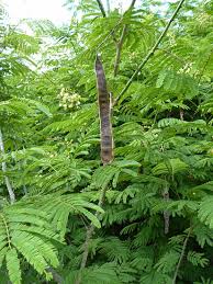 Image result for Acacia schweinfurthii