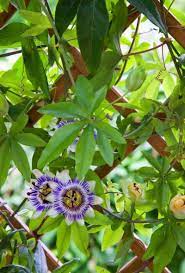 Pin On New Gardening Know How Articles