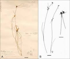 Image result for Actinoschoenus