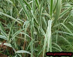 Image result for Arundo
