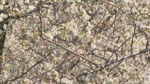 A reader was advised to keep up the tree trunk goop treatment on a. West Michigan Fruit Farmers Doing What They Can To Prepare For Late Season Freeze Wwmt