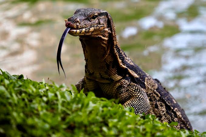 Bangkok's giant monitor lizards are now thriving in parks and canals – and  becoming an unexpected part of the visitor experience:  https://bbc.in/3ZAXMeC
