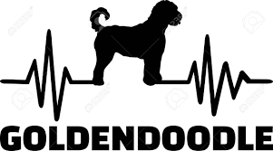 We did not find results for: Heartbeat Pulse Line With Goldendoodle Dog Silhouette Royalty Free Cliparts Vectors And Stock Illustration Image 104006286
