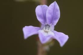 Image result for Lobelia petiolata