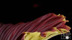 The Corpse Flower Looks Like Raw Meat And Smells Like A Dead Rat Blog Nature Pbs