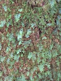 Image result for Hymenophyllum splendidum
