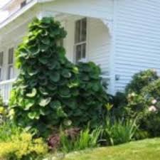 Native geographic location and habitat: Dutchman S Pipevine Horticulture
