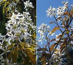 Collection by nature hills nursery • last updated 2 days ago. Amelanchier Trees For Sale Uk Small Ornamental Flowering Trees