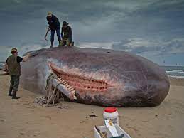 13 معلومة عن «الحيتان»: قلب الحوت الأزرق يعادل حجم سيارة وماء فمه يعادل وزن  جسمه كاملًا - المصري لايت