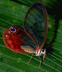Clear Winged Butterfly Most Butterflies Have Scales All Over Their Wings To Produce The Colors Bu Butterfly Species Beautiful Butterflies Beautiful Creatures