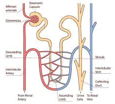 Image result for Renal Function