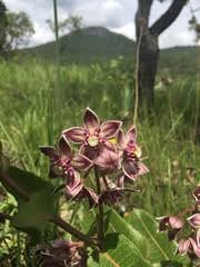 Image result for Platycoryne buchananiana