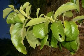 Image result for Turraea mombassana