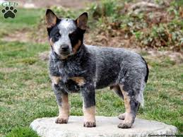 One male, born february 20, 2021. Miniature Australian Heeler Cheap Buy Online