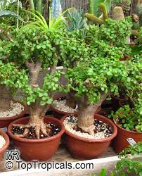2020 popular 1 trends in home & garden with elephant desktop flower and 1. Toptropicals Com Portulacaria Afra
