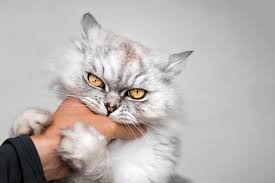 Image result for Cat Bite