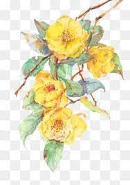 Yellow Flowers Green Leaves Plant Green Leaves White Flower Png Flower Png Images Flower Illustration