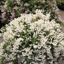 Kate bush] the world is so loud. Yuki Snowflake Deutzia X Proven Winners