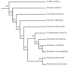 Image result for Solanaceae