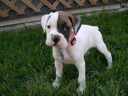 Black And White Boxer Dog Brown And Black Eye Patch So Cute Boxer Puppies White Boxer Puppies Boxer Puppy
