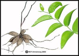 Small thin roots grow near. Vegetative Terminology Part 1