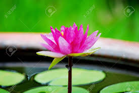 Different types of flowers donate now wedding flowers pictures photos plants beautiful lilies names. Beautiful Flowers Of All Kinds Are Different Stock Photo Picture And Royalty Free Image Image 31248578