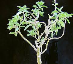Image result for Euphorbia guerichiana