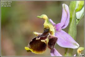 Toutes les news et résultats, à consulter sans modération sur le très belle édition 2016, de ce championnat de vaucluse féminin, organisée par le club de pertuis. Sortie Sfo Paca Dimanche 26 Mai 2019 Comtat Et Plateaux De Vaucluse Site Jimdo De Sfoprovence Alpes Cotedazur