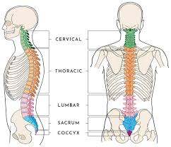 We also discuss what are osteons, what are canaliculi. Anatomy Of The Spine Wessex Spinal Surgeon