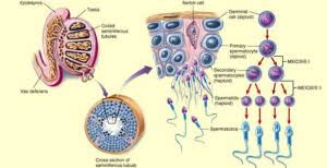 Bagaimana tahap gastrulasi pada perkembangan embrio manusia? Pengertian Fungsi Tahapan Dan Faktor Proses Spermatogenesis Pada Manusia