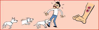Flea bites on humans often appear as red spots. Was It Just A Little Bite Or More Evaluating Bite Levels In Dogs Dr Sophia Yin
