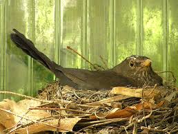 Amsel brütet in ihrem nest an einer hauswand. Brutende Amsel Foto Bild Tiere Wildlife Wild Lebende Vogel Bilder Auf Fotocommunity