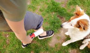 First, remove as much pet hair as you can by hand. How To Get Dog Hair Off Clothes A Simple Guide
