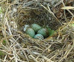 Photo Gallery Of Wild Bird Nests And Eggs Wild Birds Bird Nest Bird Eggs