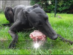 Check spelling or type a new query. Dogs Eating Chicken Wing Bones Www Macj Com Br