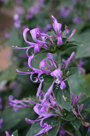 Image result for Hypoestes aristata