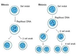 Soal ujian online sejarah kelas 10. Perbedaan Mitosis Dan Meiosis Dalam Proses Pembelahan Sel Makhluk Hidup Kumparan Com