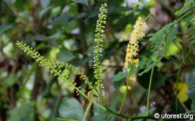 Image result for Tragia adenanthera