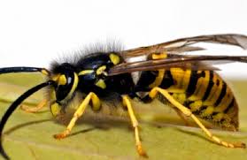 The company has given us good service for 1 and 1/2 years now. Stl Pest Control 1315 Chestnut St Saint Louis Mo 63103 Yp Com