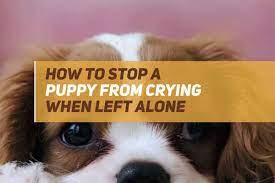 How To Stop A Puppy From Crying When Left Alone Puppyfaqs