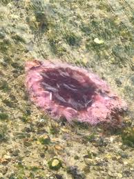 The stunning—and stinging—lion's mane jellyfish (cyanea capillata) ranks among earth's most beautiful creatures. Is This A Pink Meanie Jellyfish Found Off The Coast Of Connecticut Marinebiology