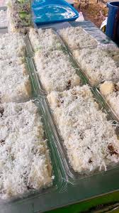 Membuat bisnes putu tanpa alat khas putu bambu dan putu piring dengan hanya menggunakan ebook putu mayam ini siap dengan panduan bergambar langkah demi langkah berserta resepi. Putu Bambu Mek Rasai Keenakan Putu Bambu Mek Putu Bambu Facebook