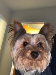 Image result for white yorkshire terrier